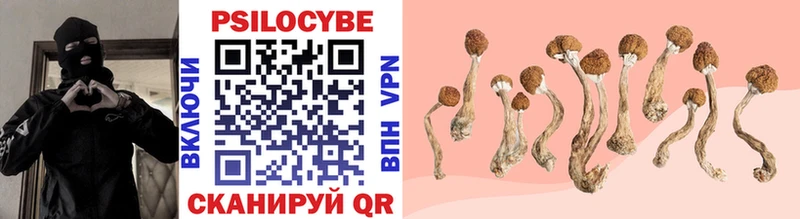 как найти наркотики  Талица  Псилоцибиновые грибы Psilocybe 